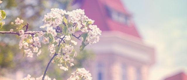 Spring blooms on campus