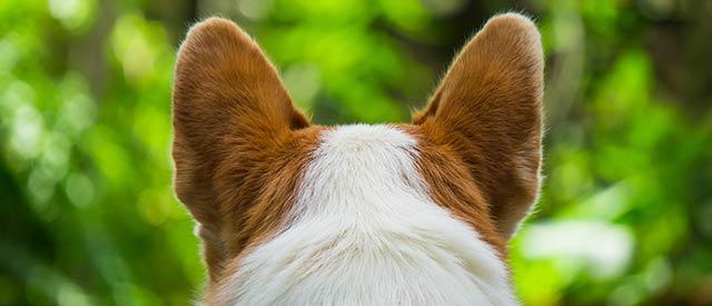 ears of a corgi